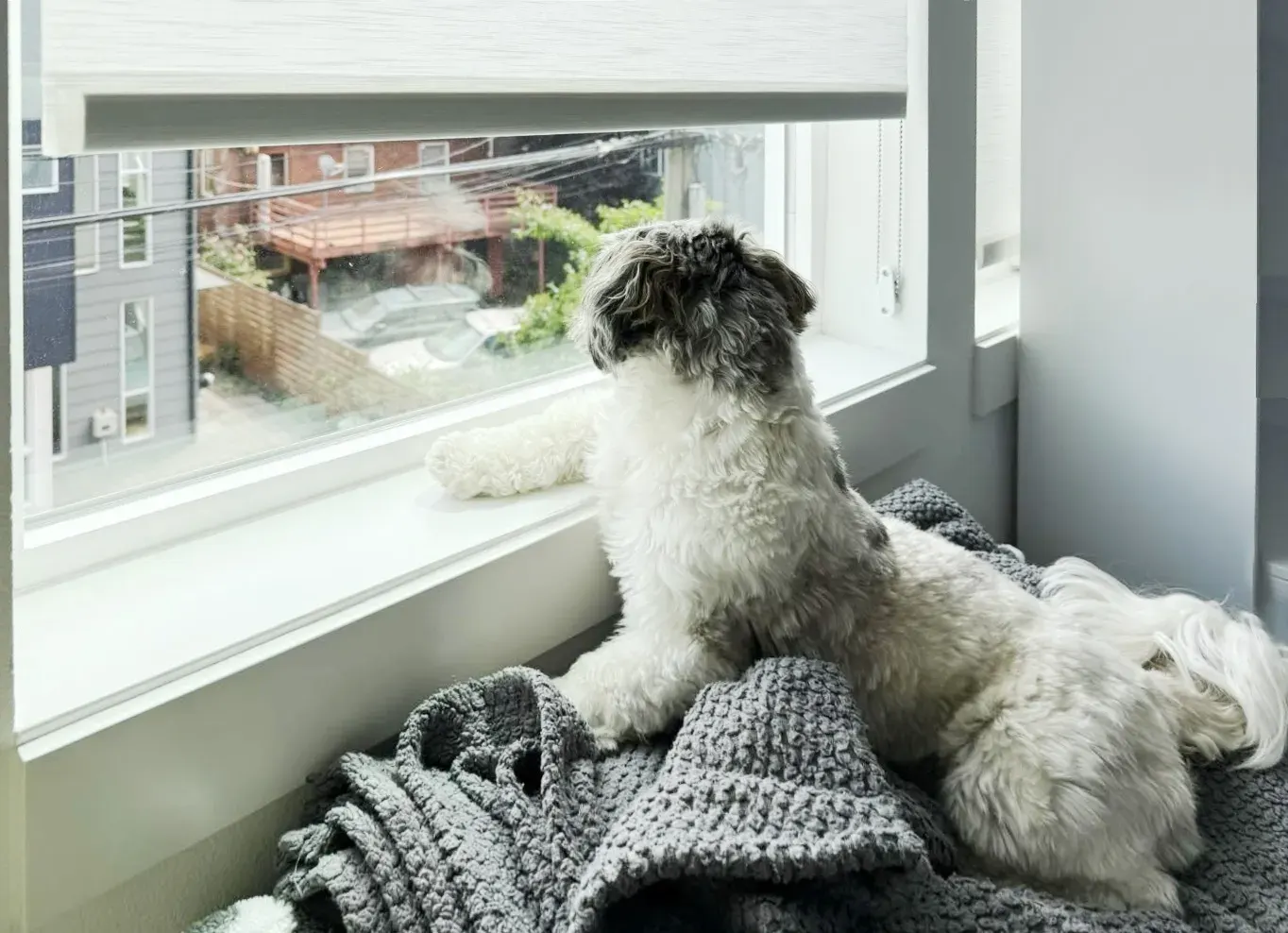 Dog resting on a windowsill beside a raised roller shade in a Seattle home