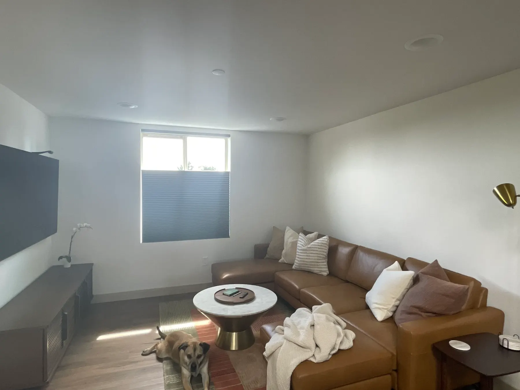 Top-down bottom-up honeycomb shades covering the lower half of a living room window with a dog nearby